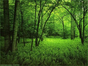 dia forestal mundial