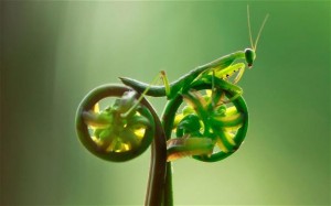 dia mundial de la bicicleta