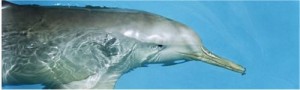 los delfines acumulan en el organismo insecticidas